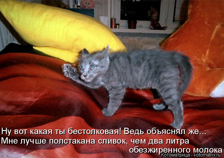 Котоматрица: Ну вот какая ты бестолковая! Ведь объяснял же... Мне лучше полстакана сливок, чем два литра обезжиренного молока