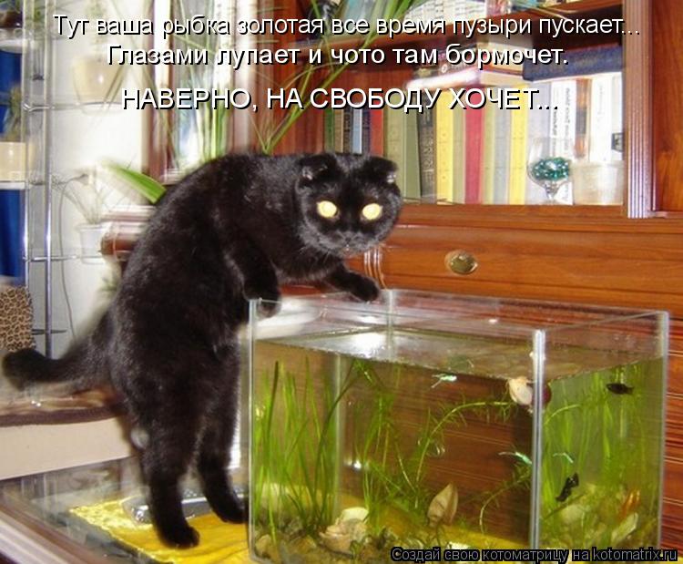 Котоматрица: Тут ваша рыбка золотая все время пузыри пускает... НАВЕРНО, НА СВОБОДУ ХОЧЕТ... Глазами лупает и чото там бормочет.