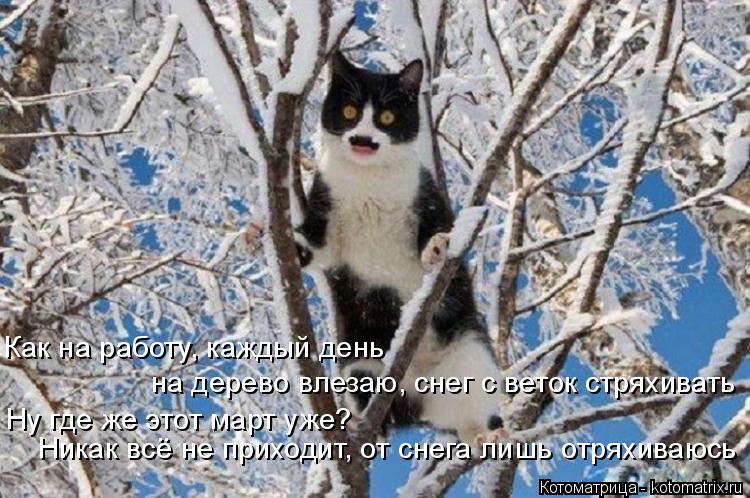 Как на работу, каждый день на дерево влезаю, снег с веток стряхивать Ну где же этот март уже? Никак в... Котоматрица: Как на работу, каждый день на дерево влезаю, снег с веток стряхивать Ну где же этот март уже? Никак всё не приходит, от снега лишь отряхиваюсь