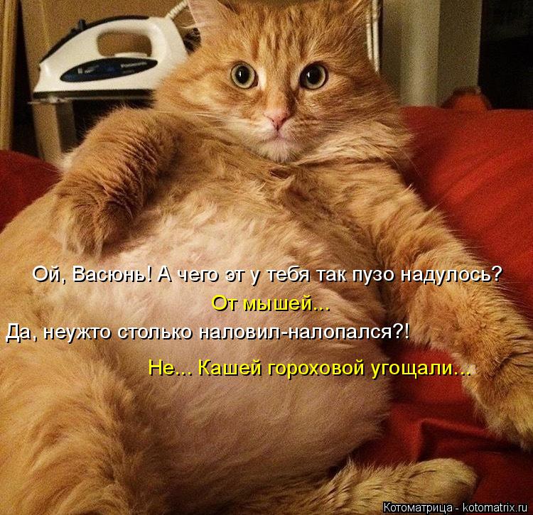 Ой, Васюнь! А чего эт у тебя так пузо надулось? От мышей... Да, неужто столько наловил-налопался?! Не... Котоматрица: Ой, Васюнь! А чего эт у тебя так пузо надулось? От мышей... Да, неужто столько наловил-налопался?! Не... Кашей гороховой угощали...