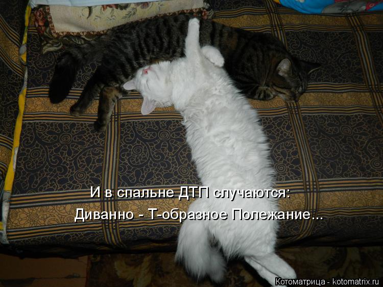 И в спальне ДТП случаются: Диванно - Т-образное Полежание...... Котоматрица: И в спальне ДТП случаются: Диванно - Т-образное Полежание...