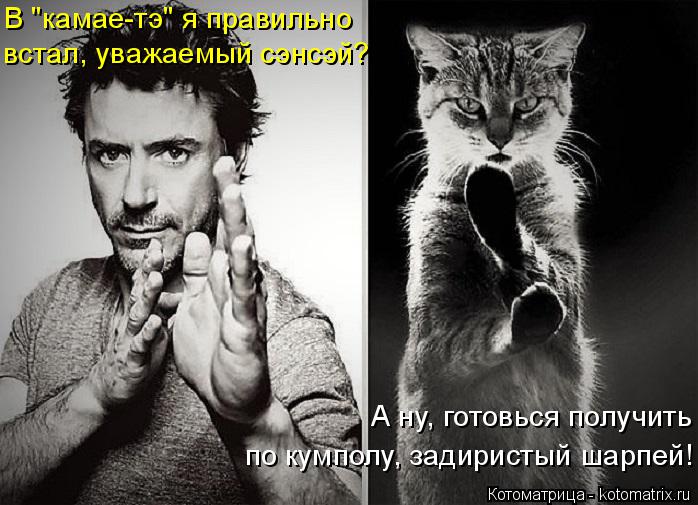 Котоматрица: В "камае-тэ" я правильно встал, уважаемый сэнсэй? А ну, готовься получить по кумполу, задиристый шарпей!