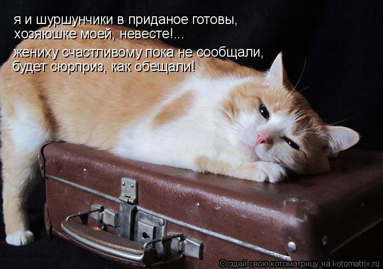 я и шуршунчики в приданое готовы, хозяюшке моей, невесте!... жениху счастливому пока не сообщали, бу... Котоматрица: я и шуршунчики в приданое готовы, хозяюшке моей, невесте!... жениху счастливому пока не сообщали, будет сюрприз, как обещали!