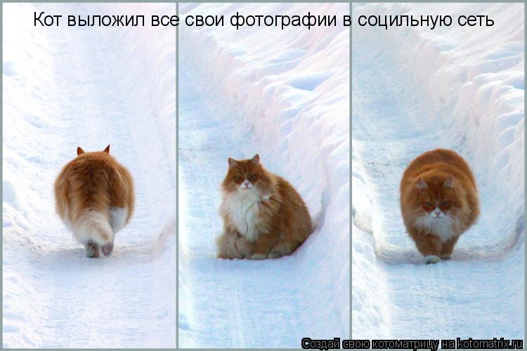 Кот выложил все свои фотографии в социльную сеть... Котоматрица: Кот выложил все свои фотографии в социльную сеть