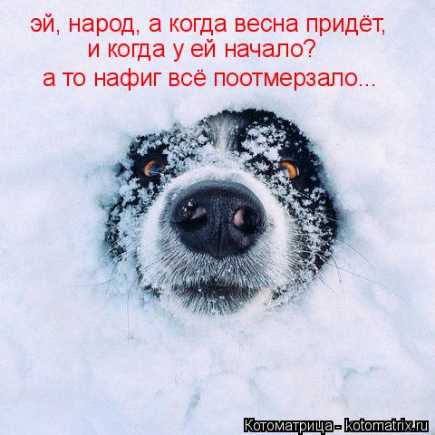 эй, народ, а когда весна придёт, и когда у ей начало? а то нафиг всё поотмерзало...... Котоматрица: эй, народ, а когда весна придёт, и когда у ей начало? а то нафиг всё поотмерзало...
