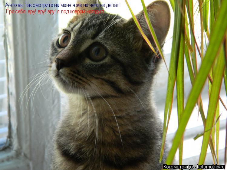 А-что вы так смотрите на меня я же не чего не делал Про себя: вру! вру! вру! я под ковром нагадил.... Котоматрица: А-что вы так смотрите на меня я же не чего не делал Про себя: вру! вру! вру! я под ковром нагадил.