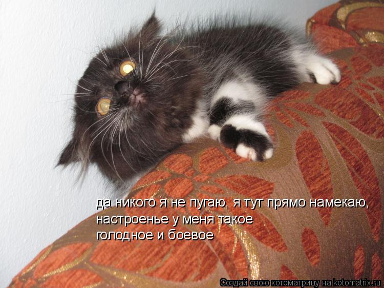 да никого я не пугаю, я тут прямо намекаю, настроенье у меня такое голодное и боевое... Котоматрица: да никого я не пугаю, я тут прямо намекаю, настроенье у меня такое голодное и боевое
