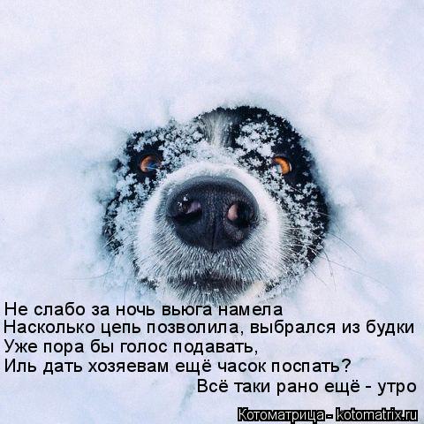 Котоматрица: Не слабо за ночь вьюга намела Насколько цепь позволила, выбрался из будки Уже пора бы голос подавать, Иль дать хозяевам ещё часок поспать? В