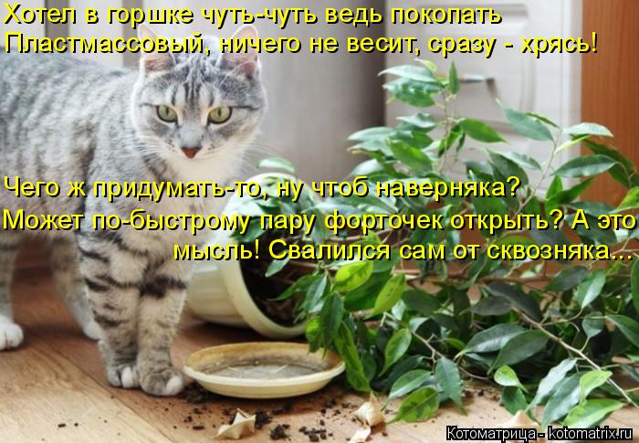 Котоматрица: Хотел в горшке чуть-чуть ведь покопать Пластмассовый, ничего не весит, сразу - хрясь! Чего ж придумать-то, ну чтоб наверняка? Может по-быстром