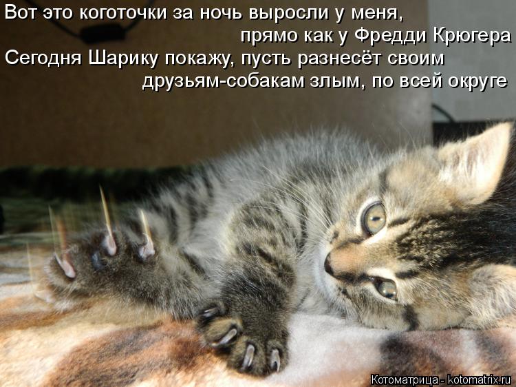 Вот это коготочки за ночь выросли у меня, прямо как у Фредди Крюгера Сегодня Шарику покажу, пусть раз... Котоматрица: Вот это коготочки за ночь выросли у меня, прямо как у Фредди Крюгера Сегодня Шарику покажу, пусть разнесёт своим друзьям-собакам злым, по вс
