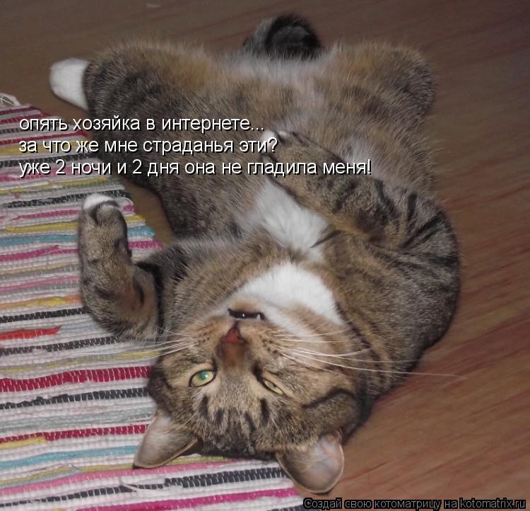 опять хозяйка в интернете... за что же мне страданья эти? уже 2 ночи и 2 дня она не гладила меня!... Котоматрица: опять хозяйка в интернете... за что же мне страданья эти? уже 2 ночи и 2 дня она не гладила меня!
