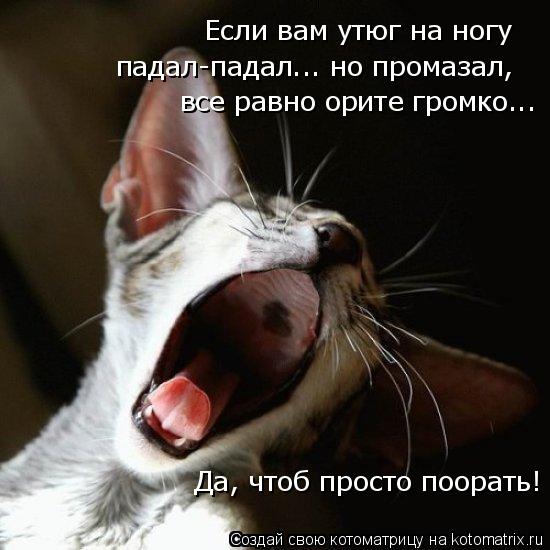 Если вам утюг на ногу падал-падал... но промазал, все равно орите громко... Да, чтоб просто поорать!... Котоматрица: Если вам утюг на ногу падал-падал... но промазал, все равно орите громко... Да, чтоб просто поорать!