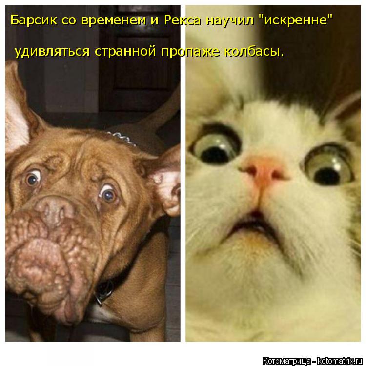 удивляться странной пропаже колбасы. Барсик со временем и Рекса научил "искренне"... Котоматрица: удивляться странной пропаже колбасы. Барсик со временем и Рекса научил "искренне"