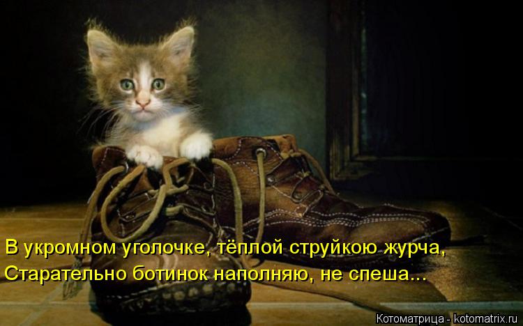 В укромном уголочке, тёплой струйкою журча, Старательно ботинок наполняю, не спеша...... Котоматрица: В укромном уголочке, тёплой струйкою журча, Старательно ботинок наполняю, не спеша...
