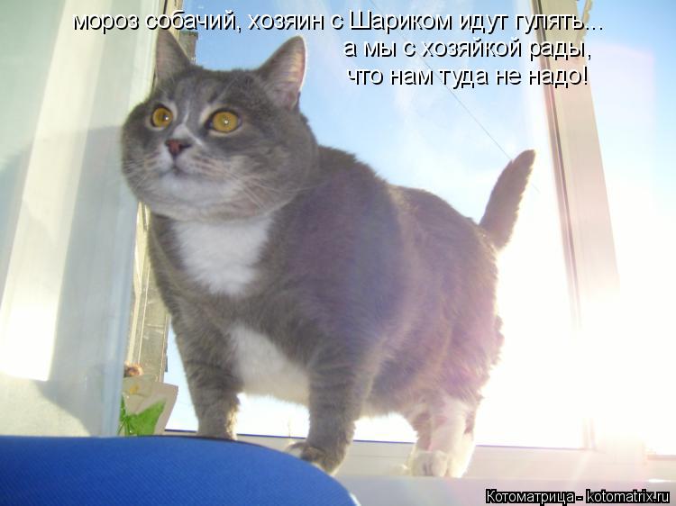 мороз собачий, хозяин с Шариком идут гулять... а мы с хозяйкой рады, что нам туда не надо!... Котоматрица: мороз собачий, хозяин с Шариком идут гулять... а мы с хозяйкой рады, что нам туда не надо!