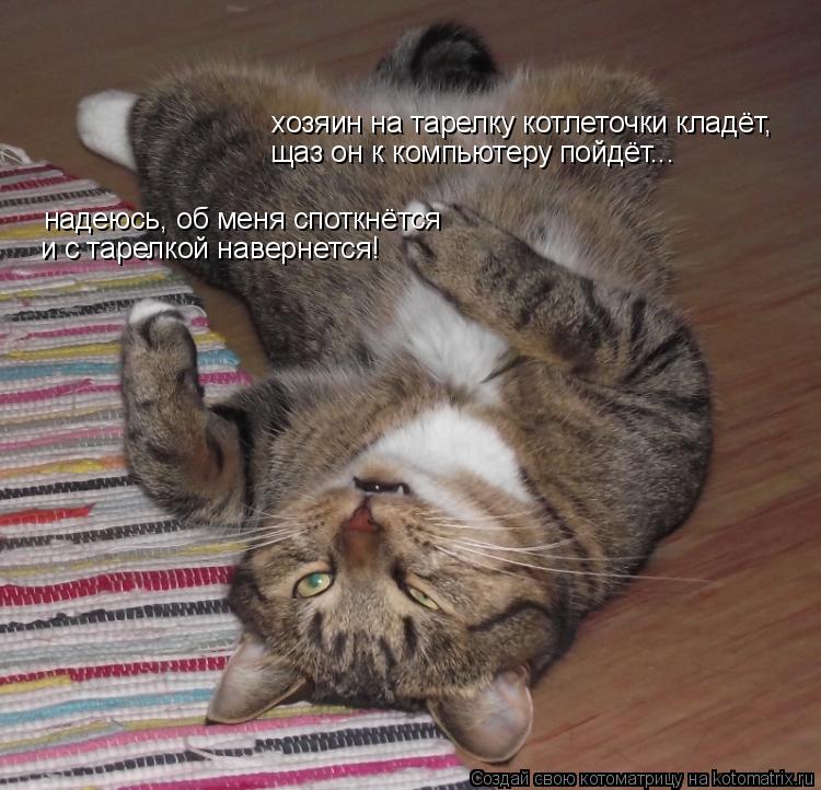 хозяин на тарелку котлеточки кладёт, щаз он к компьютеру пойдёт... надеюсь, об меня споткнётся и с ... Котоматрица: хозяин на тарелку котлеточки кладёт, щаз он к компьютеру пойдёт... надеюсь, об меня споткнётся и с тарелкой навернется!