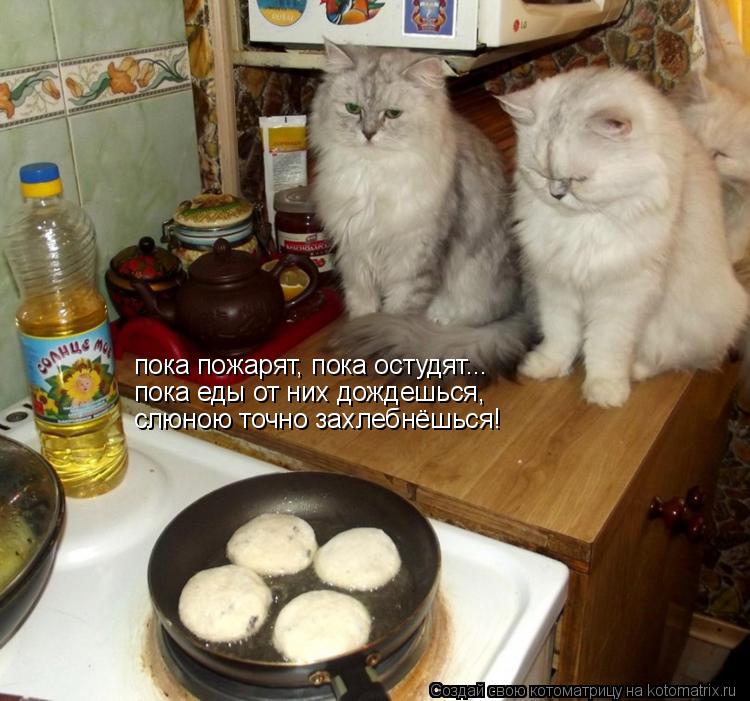 пока пожарят, пока остудят... пока еды от них дождешься, слюною точно захлебнёшься!... Котоматрица: пока пожарят, пока остудят... пока еды от них дождешься, слюною точно захлебнёшься!