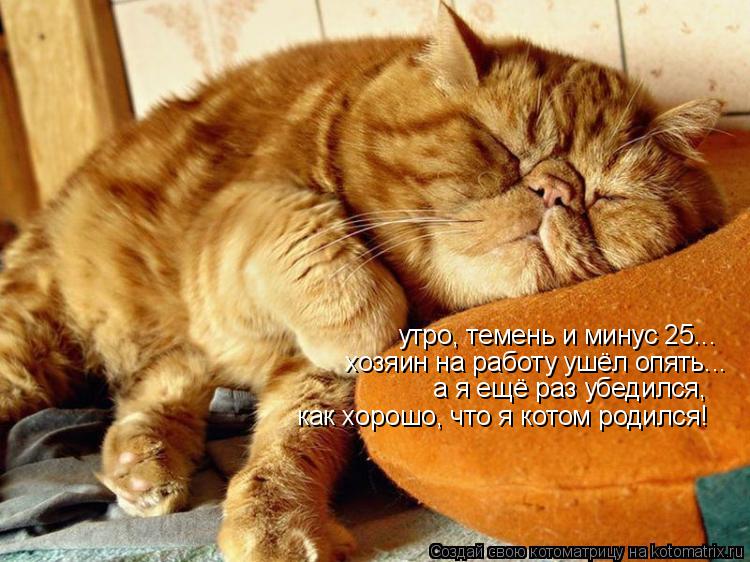 Котоматрица: утро, темень и минус 25... хозяин на работу ушёл опять... а я ещё раз убедился, как хорошо, что я котом родился!