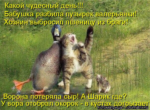 Какой чудесный день!!! Бабушка разбила пузырек валерьянки! Ворона потеряла сыр! А Шарик где? У вора о... Котоматрица: Какой чудесный день!!! Бабушка разбила пузырек валерьянки! Ворона потеряла сыр! А Шарик где? У вора отобрал окорок - в кустах догрызает! Хозяи