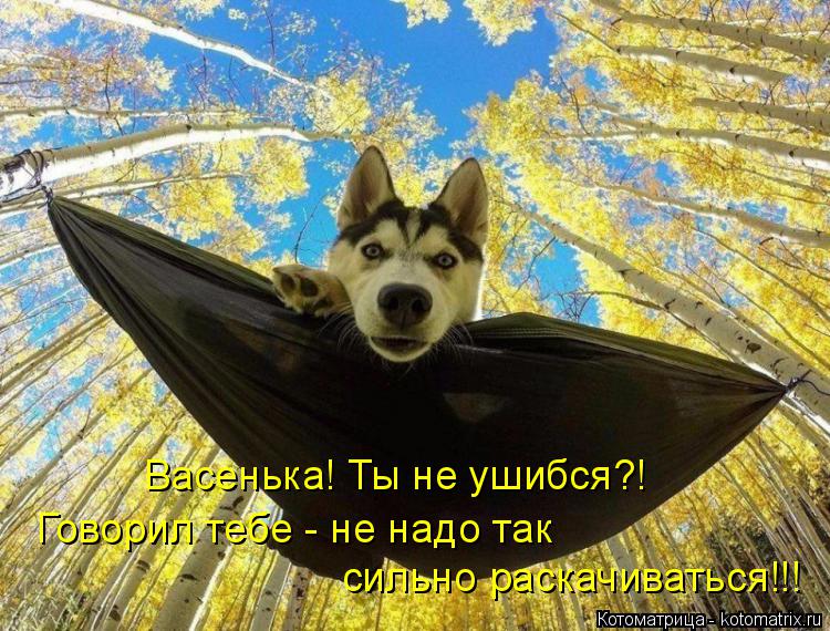 Васенька! Ты не ушибся?! Говорил тебе - не надо так сильно раскачиваться!!!... Котоматрица: Васенька! Ты не ушибся?! Говорил тебе - не надо так сильно раскачиваться!!!