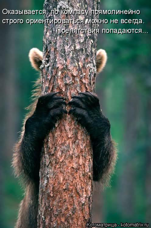 Котоматрица: Оказывается, по компасу прямолинейно строго ориентироваться можно не всегда. Препятствия попадаются...