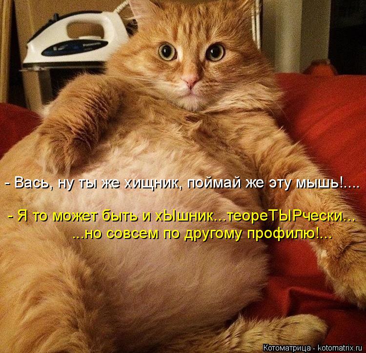 - Вась, ну ты же хищник, поймай же эту мышь!.... - Я то может быть и хЫшник...теореТЫРчески... ...но ... Котоматрица: - Вась, ну ты же хищник, поймай же эту мышь!.... - Я то может быть и хЫшник...теореТЫРчески... ...но совсем по другому профилю!...