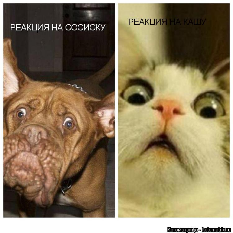 РЕАКЦИЯ НА СОСИСКУ РЕАКЦИЯ НА СОСИСКУ РЕАКЦИЯ НА КАШУ... Котоматрица: РЕАКЦИЯ НА СОСИСКУ РЕАКЦИЯ НА СОСИСКУ РЕАКЦИЯ НА КАШУ