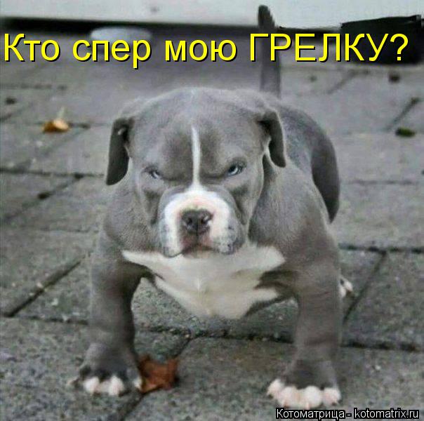 Котоматрица: Кто спер мою ГРЕЛКУ?