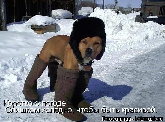 Коротко о погоде: Слишком холодно, чтобы быть красивой...... Котоматрица: Коротко о погоде: Слишком холодно, чтобы быть красивой...