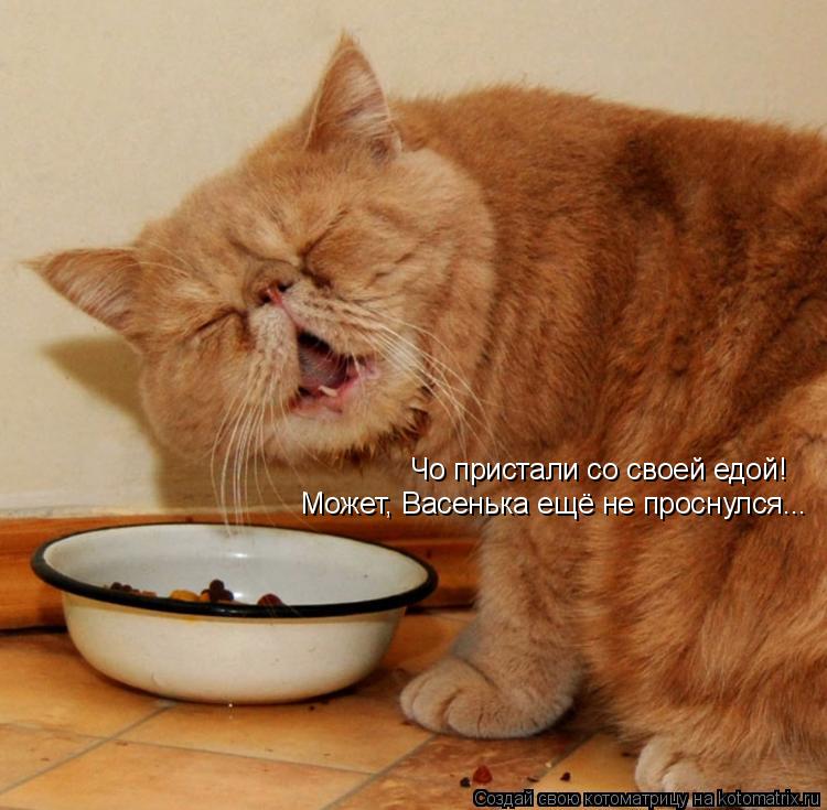 Котоматрица: Может, Васенька ещё не проснулся... Чо пристали со своей едой!