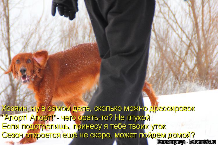 Котоматрица: Хозяин, ну в самом деле, сколько можно дрессировок "Апорт! Апорт!"- чего орать-то? Не глухой Если подстрелишь, принесу я тебе твоих уток Сезон 