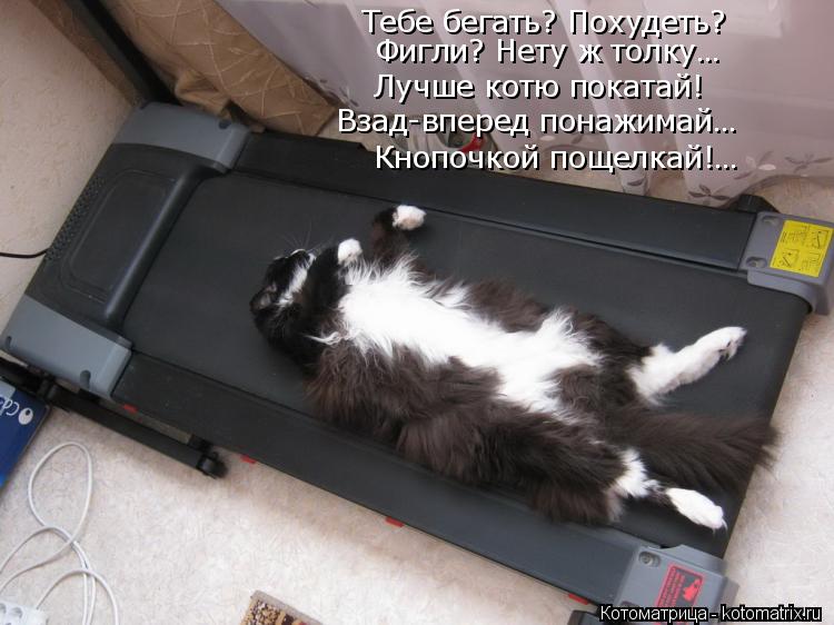 Котоматрица: Тебе бегать? Похудеть? Лучше котю покатай! Взад-вперед понажимай… Кнопочкой пощелкай!… Фигли? Нету ж толку…