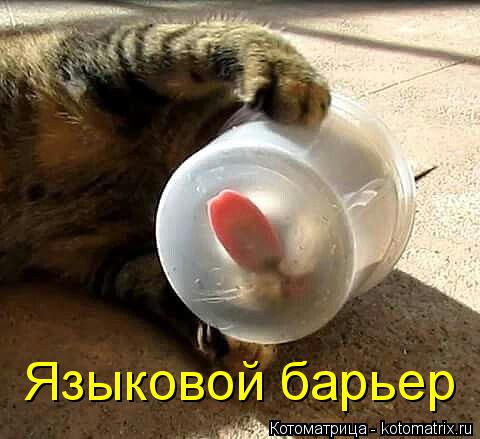 Котоматрица: Языковой барьер