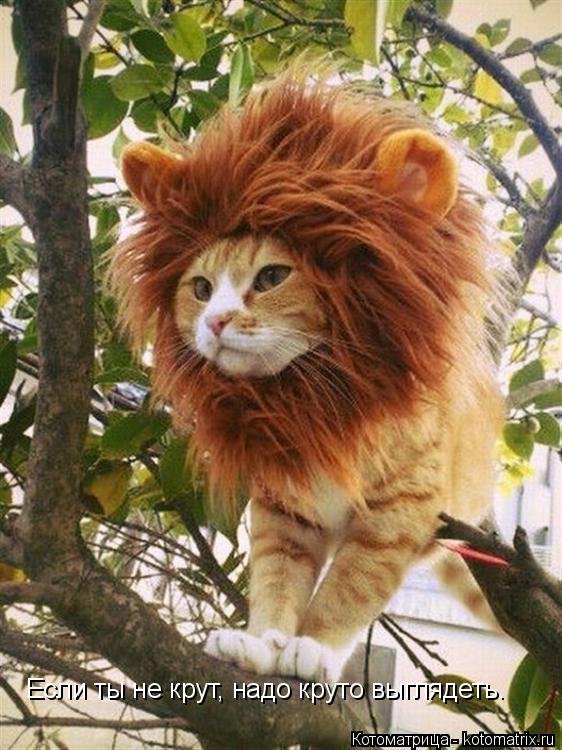 Если ты не крут, надо круто выглядеть.... Котоматрица: Если ты не крут, надо круто выглядеть.
