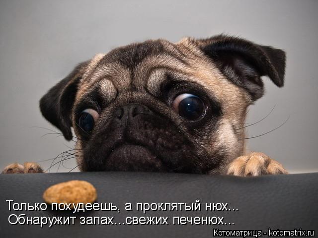 Только похудеешь, а проклятый нюх... Обнаружит запах...свежих печенюх...... Котоматрица: Только похудеешь, а проклятый нюх... Обнаружит запах...свежих печенюх...