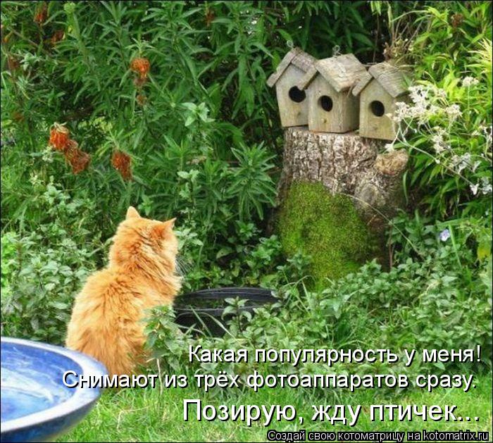 Какая популярность у меня! Снимают из трёх фотоаппаратов сразу. Позирую, жду птичек...... Котоматрица: Какая популярность у меня! Снимают из трёх фотоаппаратов сразу. Позирую, жду птичек...
