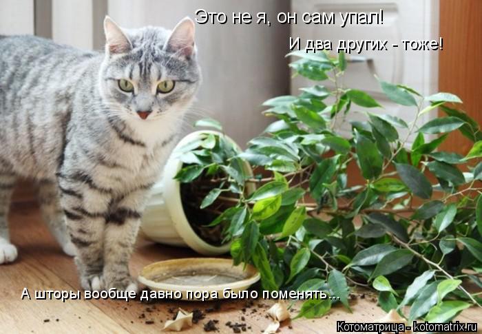 И два других - тоже! А шторы вообще давно пора было поменять... Это не я, он сам упал!... Котоматрица: И два других - тоже! А шторы вообще давно пора было поменять... Это не я, он сам упал!