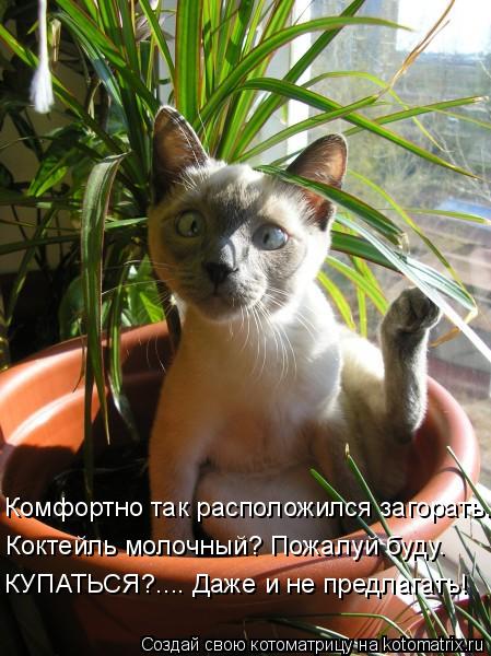 Котоматрица: Комфортно так расположился загорать. Коктейль молочный? Пожалуй буду. КУПАТЬСЯ?.... Даже и не предлагать!