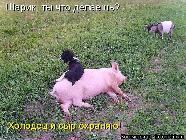Котоматрица: Шарик, ты что делаешь? Холодец и сыр охраняю!