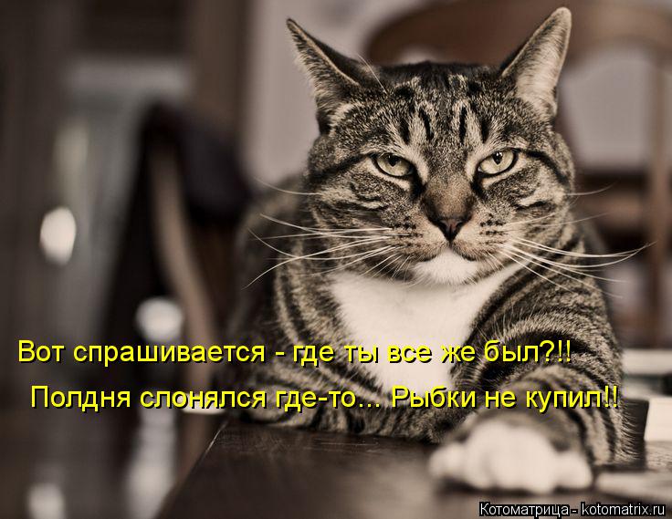 Котоматрица: Вот спрашивается - где ты все же был?!! Полдня слонялся где-то... Рыбки не купил!!