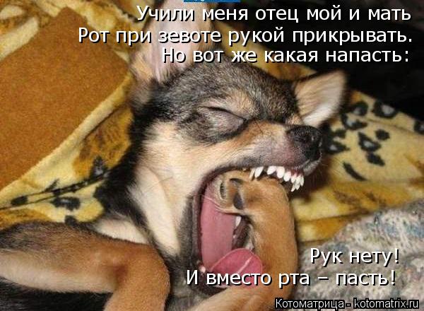 Котоматрица: Учили меня отец мой и мать Рот при зевоте рукой прикрывать. Но вот же какая напасть: Рук нету! И вместо рта – пасть!
