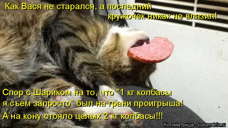 Котоматрица: Как Вася не старался, а последний  кружочек никак не влазил! Спор с Шариком на то, что "1 кг колбасы  я съем запросто" был на грани проигрыша! А 