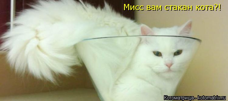 Котоматрица: Мисс вам стакан кота?!