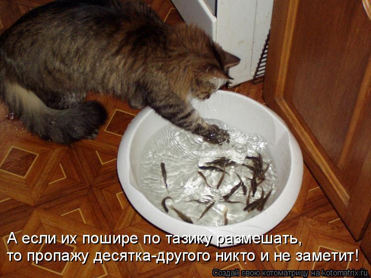 А если их пошире по тазику размешать, то пропажу десятка-другого никто и не заметит!... Котоматрица: А если их пошире по тазику размешать, то пропажу десятка-другого никто и не заметит!