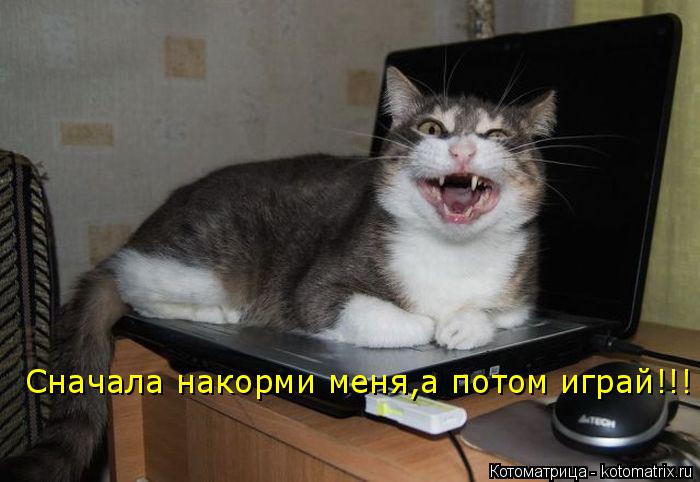 Котоматрица: Сначала накорми меня,а потом играй!!!