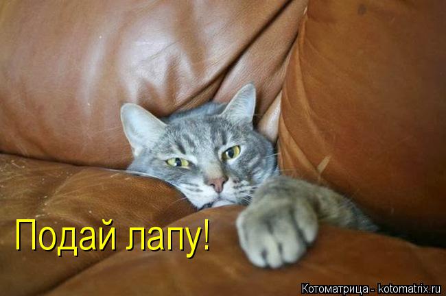 Котоматрица: Подай лапу!