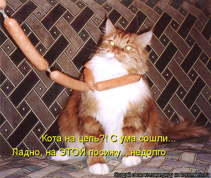 Котоматрица: Кота на цепь?! С ума сошли... Ладно, на ЭТОЙ посижу.., недолго