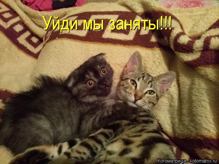 Котоматрица: Уйди мы заняты!!!
