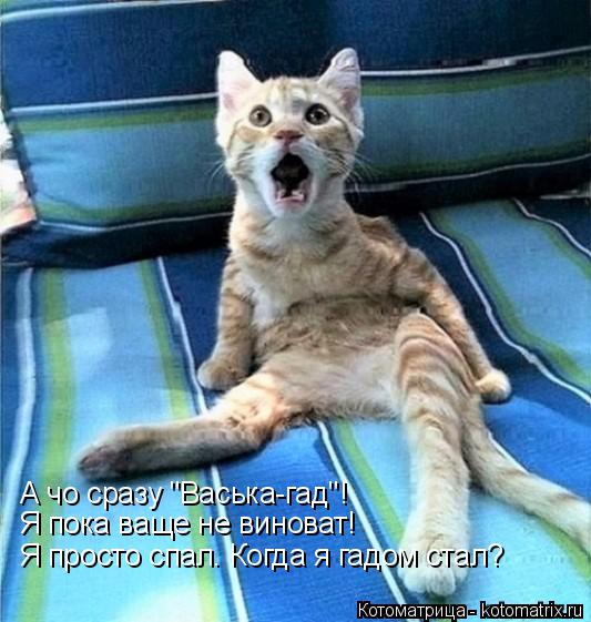 Котоматрица: А чо сразу "Васька-гад"! Я пока ваще не виноват! Я просто спал. Когда я гадом стал?