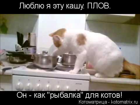 Люблю я эту кашу. ПЛОВ. Он - как "рыбалка" для котов!... Котоматрица: Люблю я эту кашу. ПЛОВ. Он - как "рыбалка" для котов!